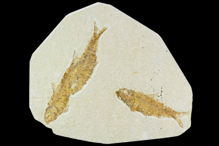Multiple Knightia Fossil Fish - Wyoming #108672